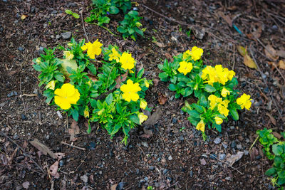 High angle view of yellow flowers blooming on field