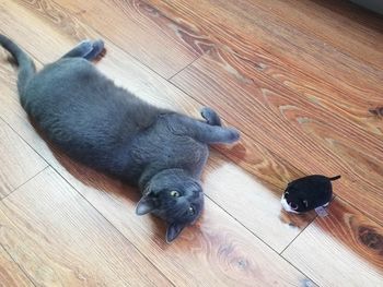 High angle view of cat lying on hardwood floor