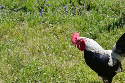 View of a bird on field