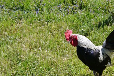 Rooster looking at the camera