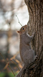 Close-up of squirrel perching on tree