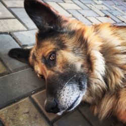 High angle view of dog lying on footpath