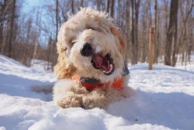 Dog standing on snow covered landscape