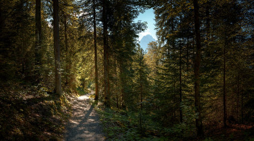 Pine trees in forest during autumn