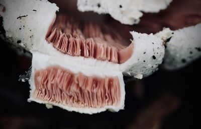 Close-up of mushroom 