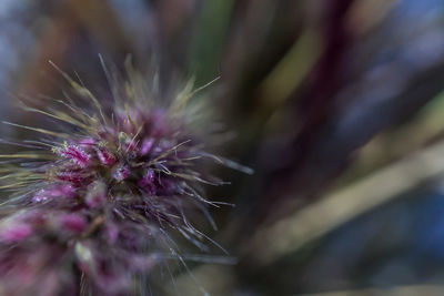 Close-up of flower