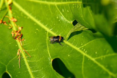 High angle view of insect on leaf