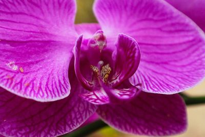 Close-up of pink flower