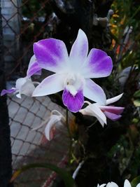 Close-up of purple flower