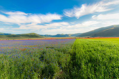 Scenic view of agricultural field against sky