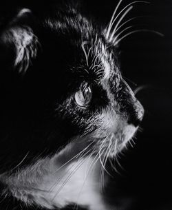 Close-up portrait of cat