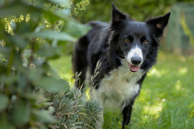 Portrait of dog on field