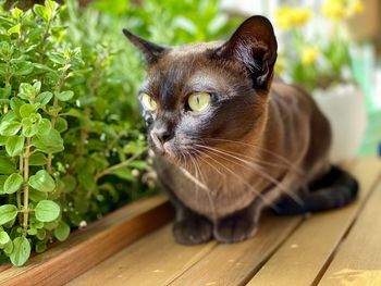 Close-up of a cat looking away