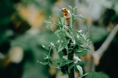 Close-up of wilted plant