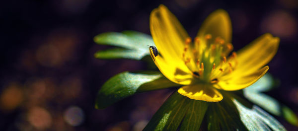 Close-up of yellow flower