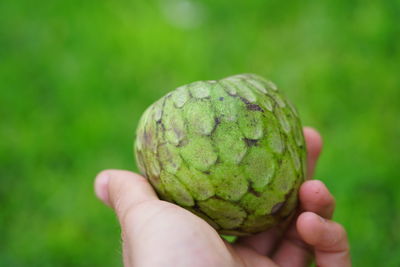 Close-up of hand holding fruit