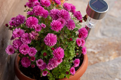 High angle view of pink flowers in pot