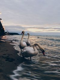 Birds in the sea against sky