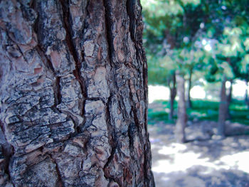 Close-up of tree trunk in park