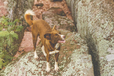 Dog on rock