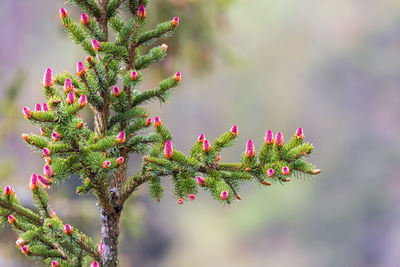 Close-up of plant