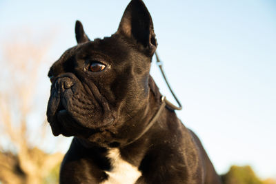 Portrait of lovely doggy