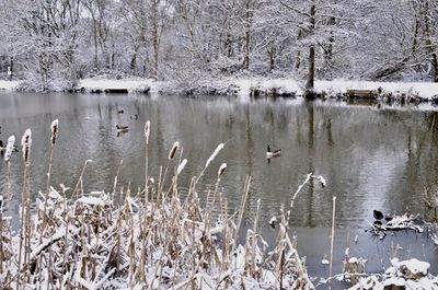 Swan swimming in lake during winter