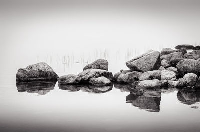 Reflection of trees in water