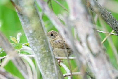 Close-up of bird perching on branch