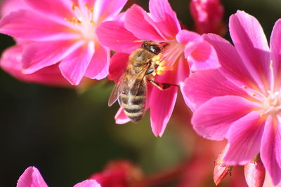 Close-up of bee pollinating on flower