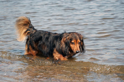 Dachshund in the river
