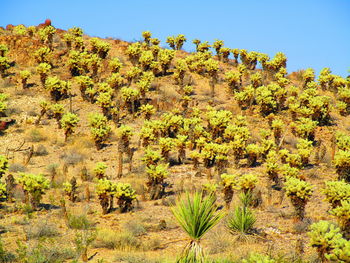 Plants and trees against sky