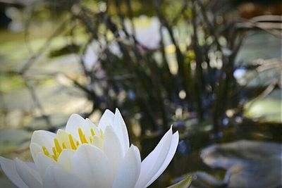 Close-up of white flowers blooming outdoors