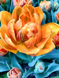 Close-up of orange rose