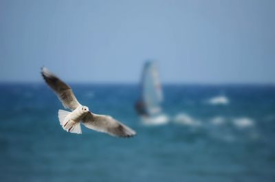 Seagull flying over sea