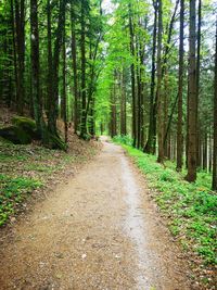 Road amidst trees in forest