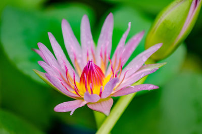 Close-up of lotus water lily