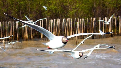 Seagull flying over lake