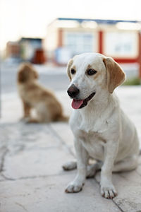 Close-up of dog looking away