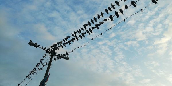 Low angle view of birds on cable against sky