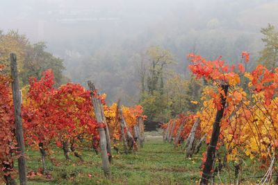 Red poppy flowers in foggy weather