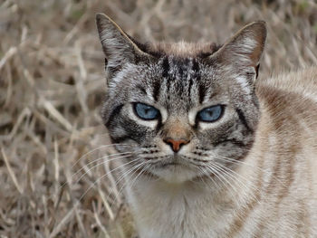 Close-up portrait of cat