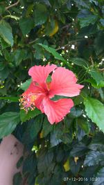 Close-up of wet pink flower blooming outdoors