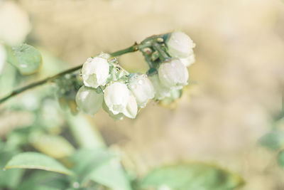 Close-up of white flowering plant