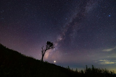 Low angle view of silhouette trees against sky at night