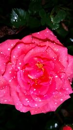 Close-up of water drops on pink flower