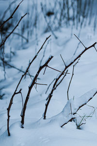 Bare trees on snow covered land