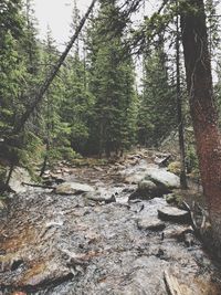 Trees growing in forest