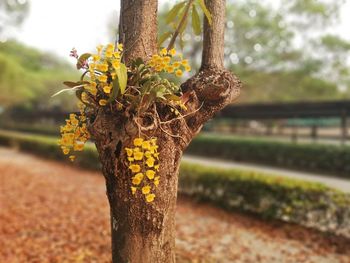 Close-up of yellow flower on tree trunk