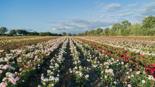 Aerial view of colorful rose fields